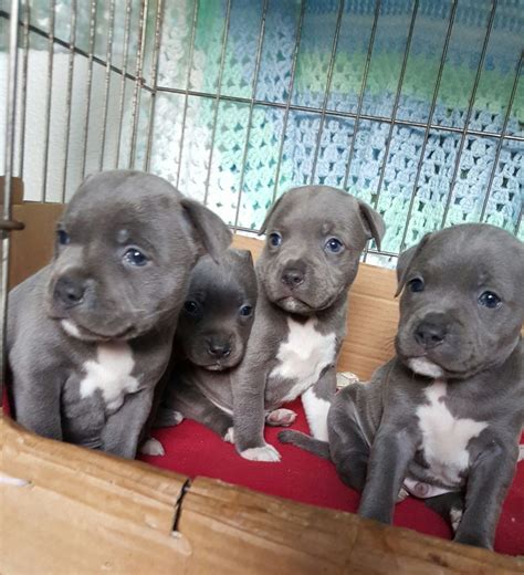 pitbull puppies for sale in texas